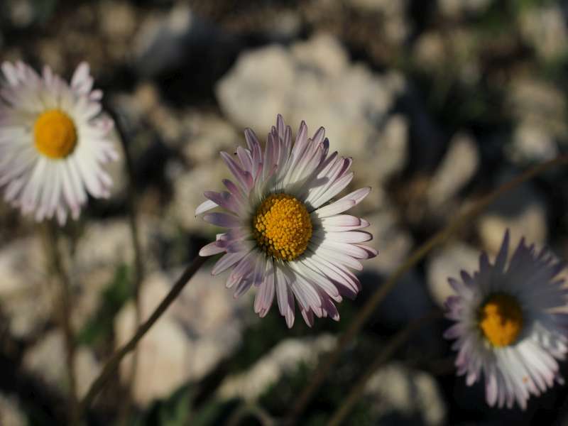 Bellis sylvestris / Margherita autunnale